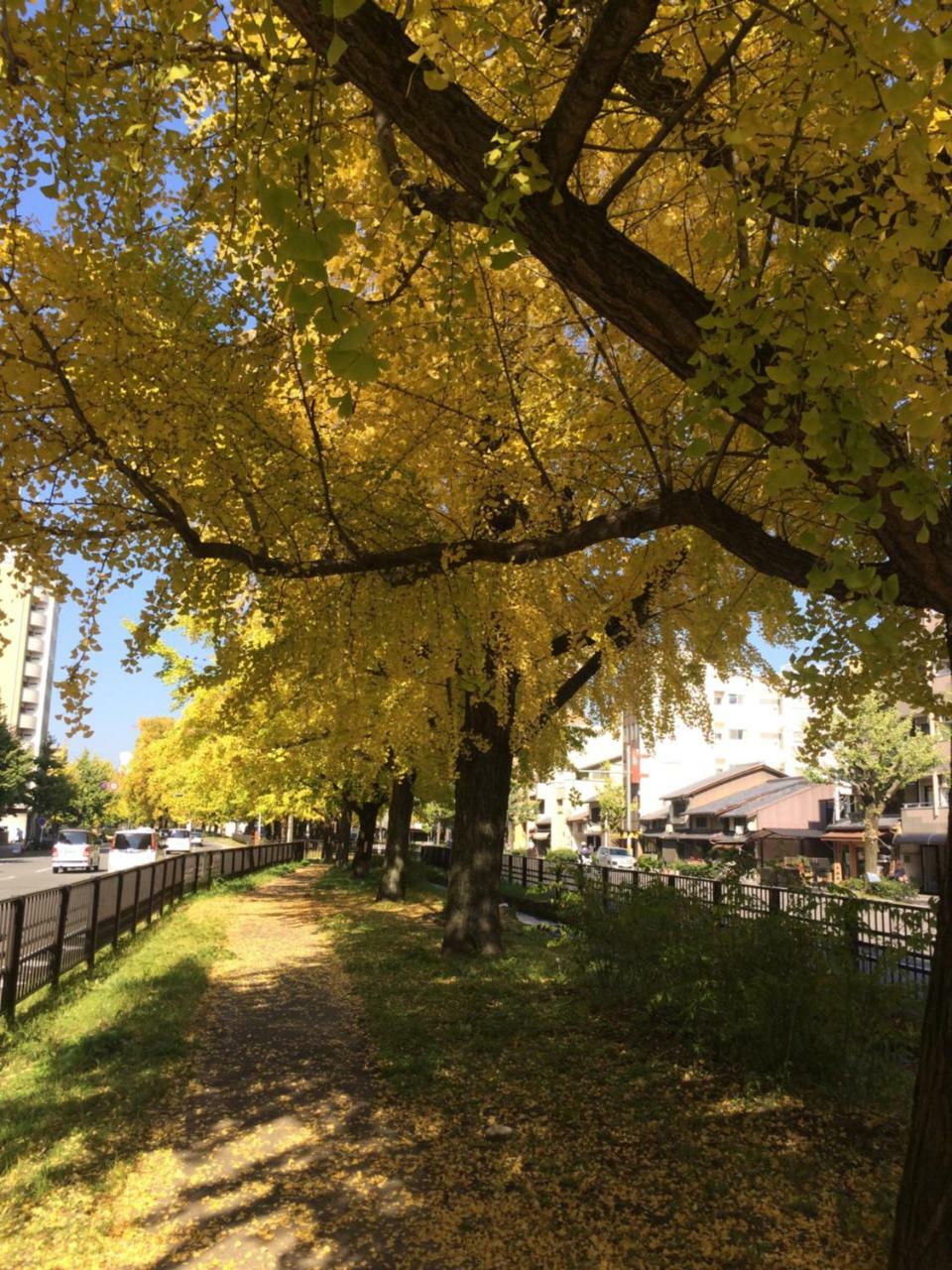 Ichijyo Ivy Daire Kyoto Dış mekan fotoğraf